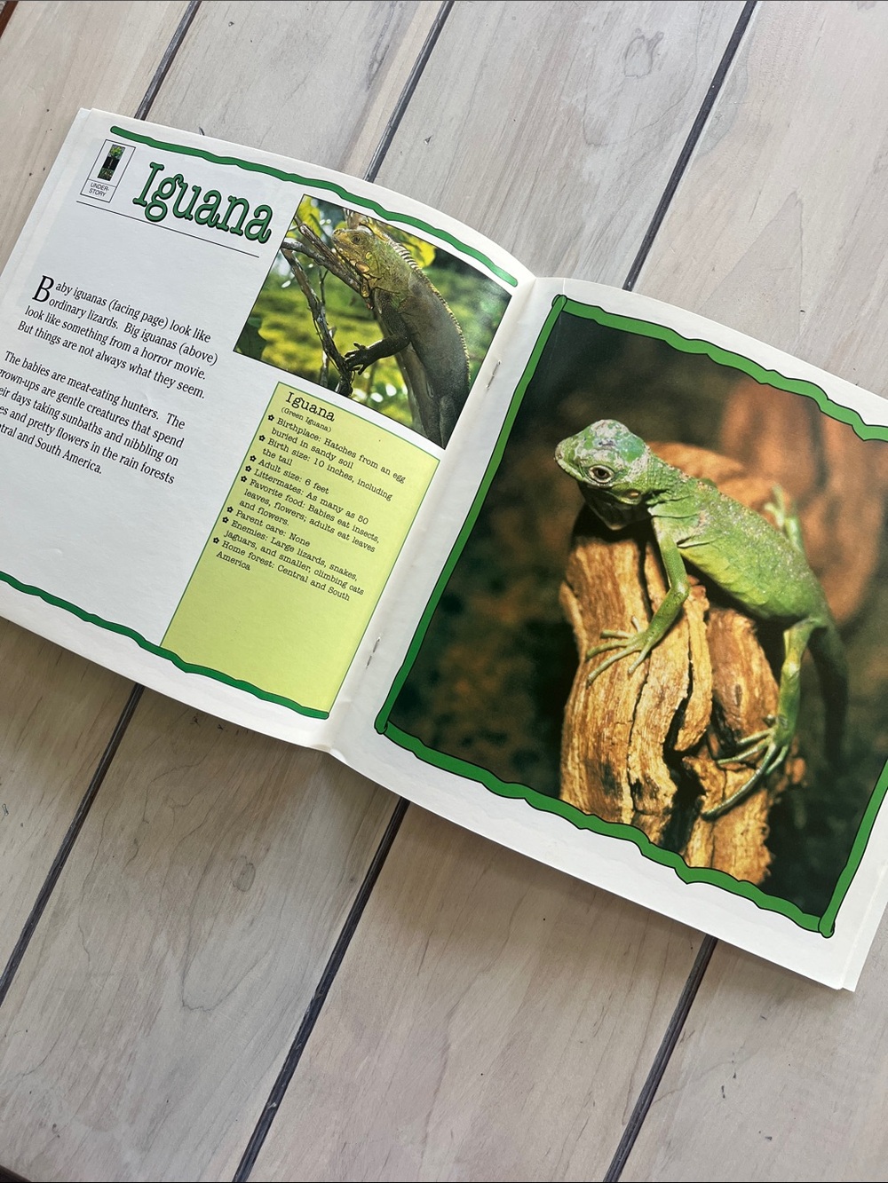 Rain Forest Book Bundle: The Great Kapok Tree, Rainforest Animals and Babies - Picture 5 of 8